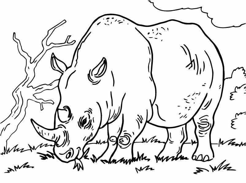 Con Chó Con Tê Giác Vẽ Phim Hoạt Hình  phim hoạt hình tê giác png tải về   Miễn phí trong suốt Hoạt động Khủng png Tải về