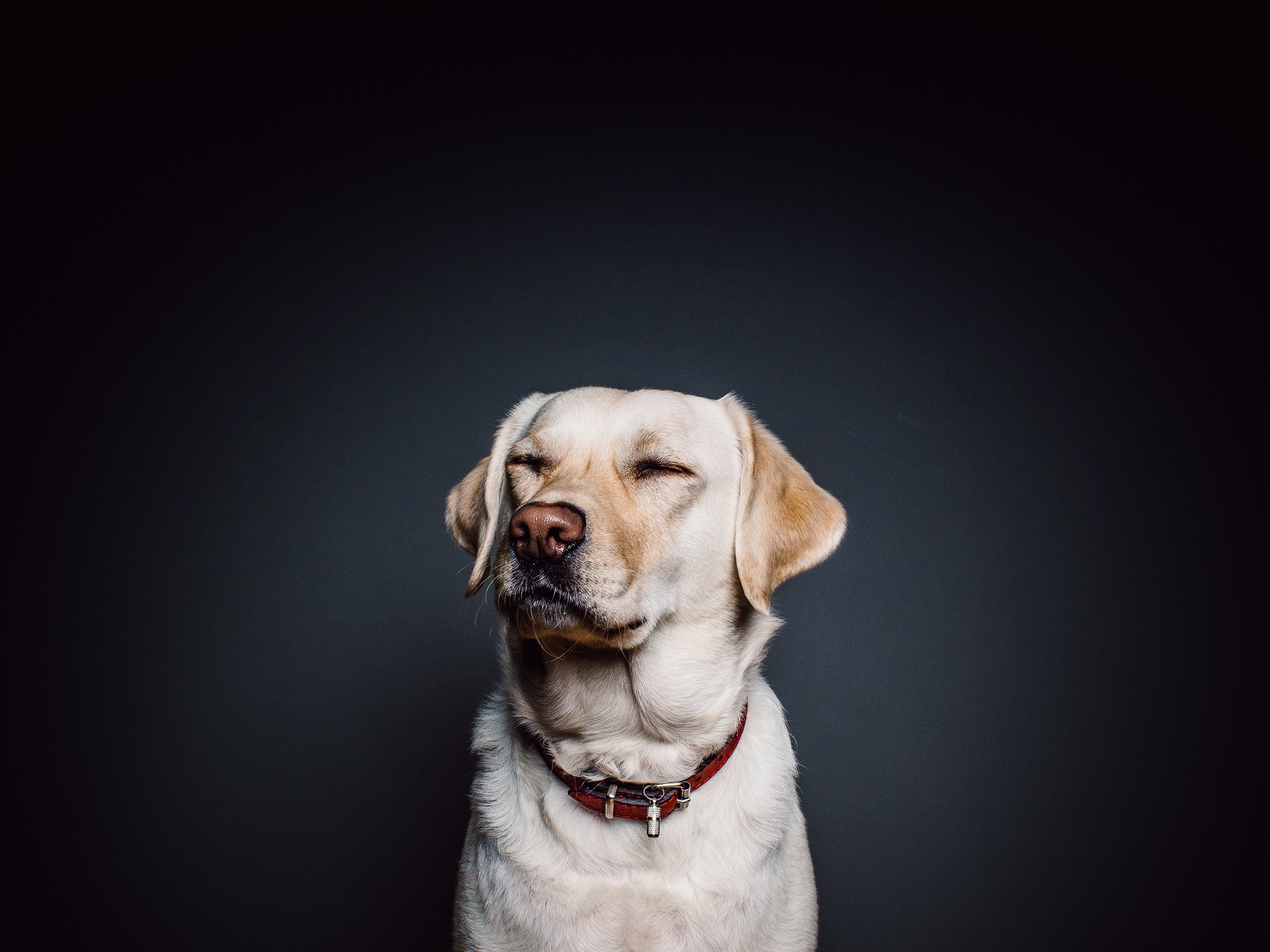Bộ ảnh "Hình ảnh chó" đẹp, hài, dễ thương 73