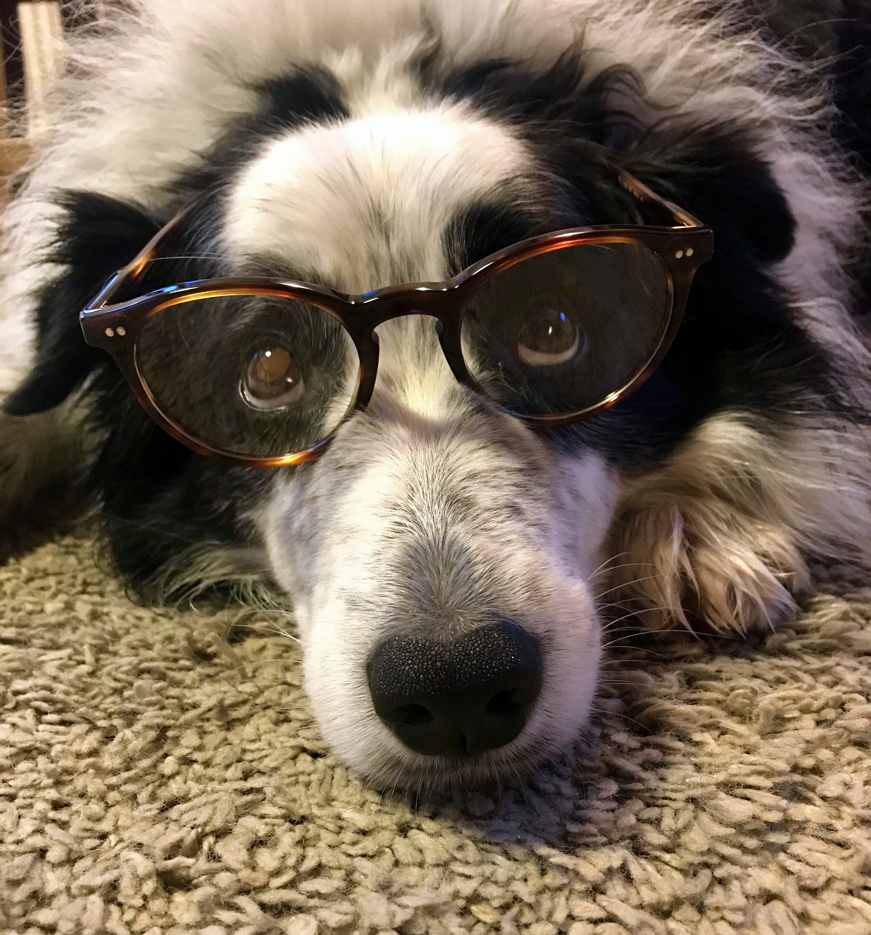 Bộ ảnh "Hình ảnh chó đeo kính" chế, dễ thương 13