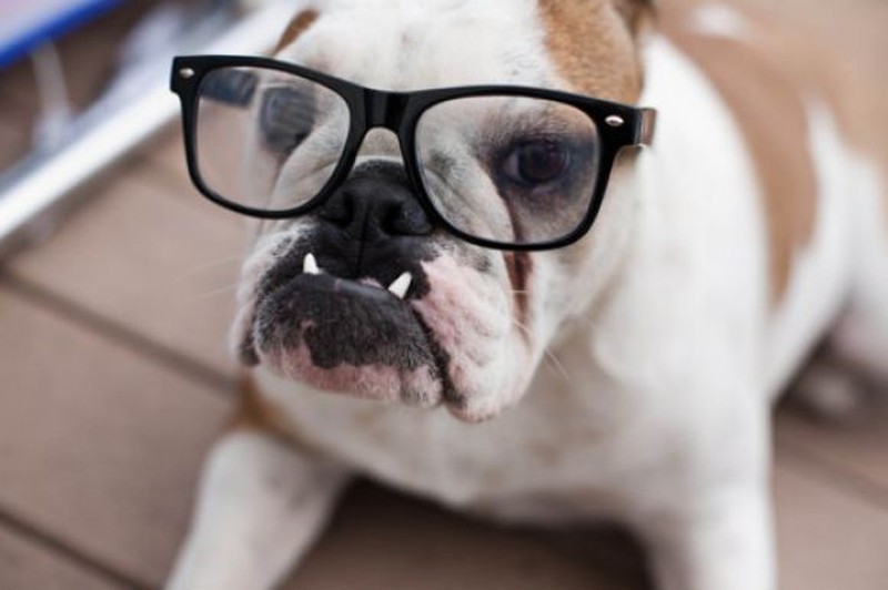 Bộ ảnh "Hình ảnh chó đeo kính" chế, dễ thương 24