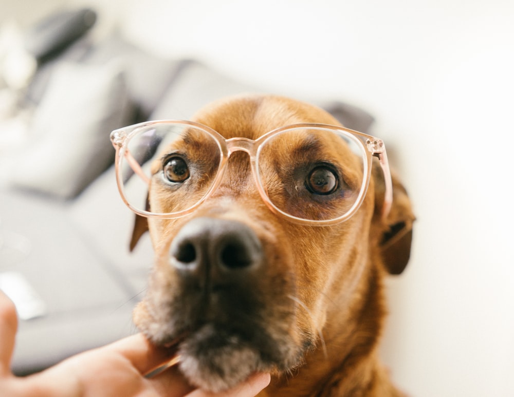 Bộ ảnh "Hình ảnh chó đeo kính" chế, dễ thương 15