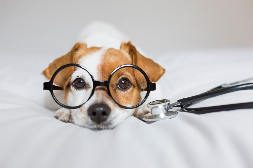 Bộ ảnh "Hình ảnh chó đeo kính" chế, dễ thương 14