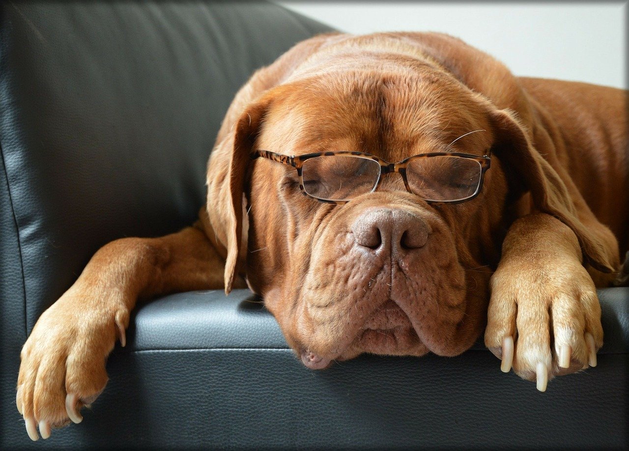 Bộ ảnh "Hình ảnh chó đeo kính" chế, dễ thương 23