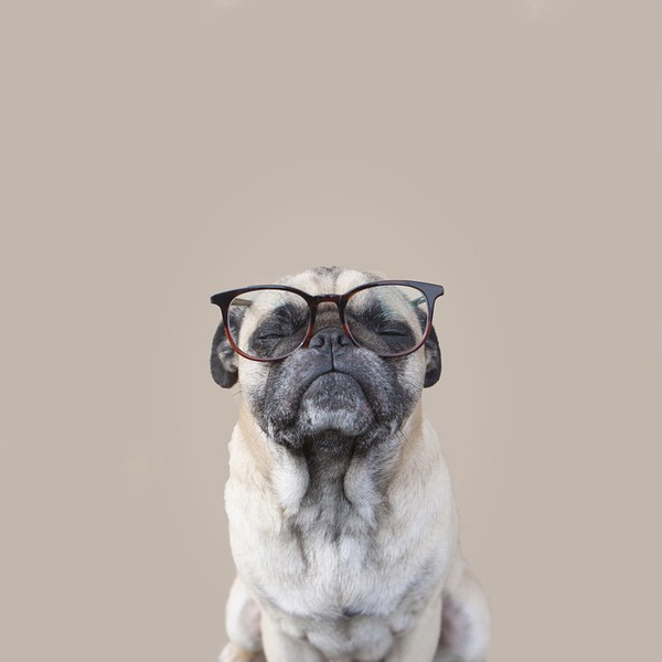 Bộ ảnh "Hình ảnh chó đeo kính" chế, dễ thương 22