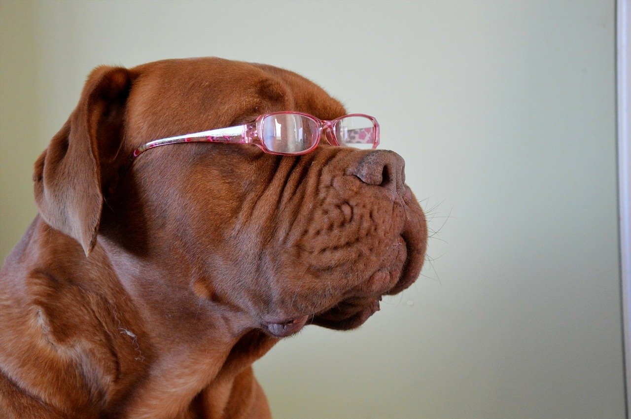 Bộ ảnh "Hình ảnh chó đeo kính" chế, dễ thương 21