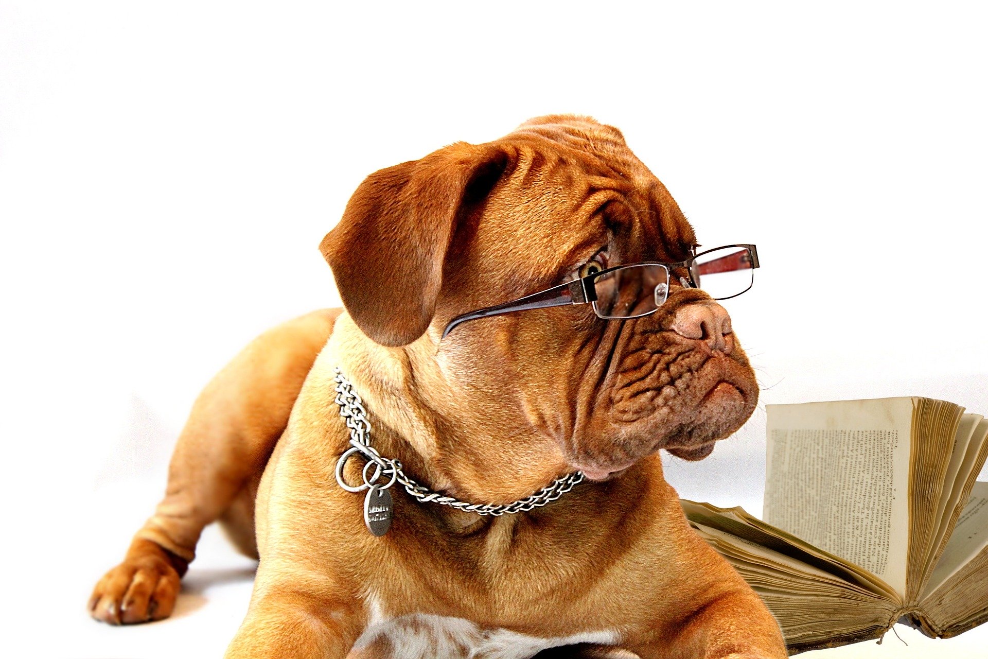 Bộ ảnh "Hình ảnh chó đeo kính" chế, dễ thương 20