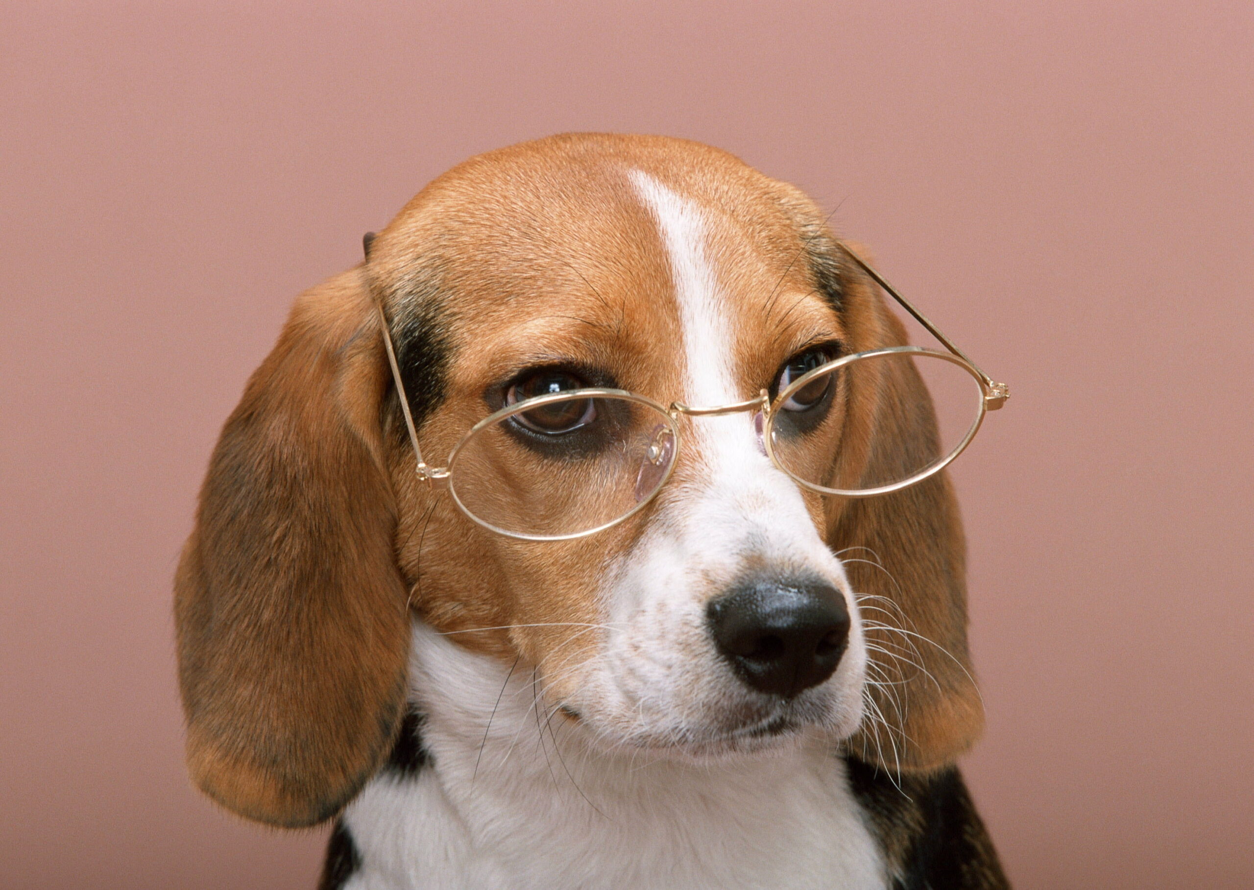 Bộ ảnh "Hình ảnh chó đeo kính" chế, dễ thương 18
