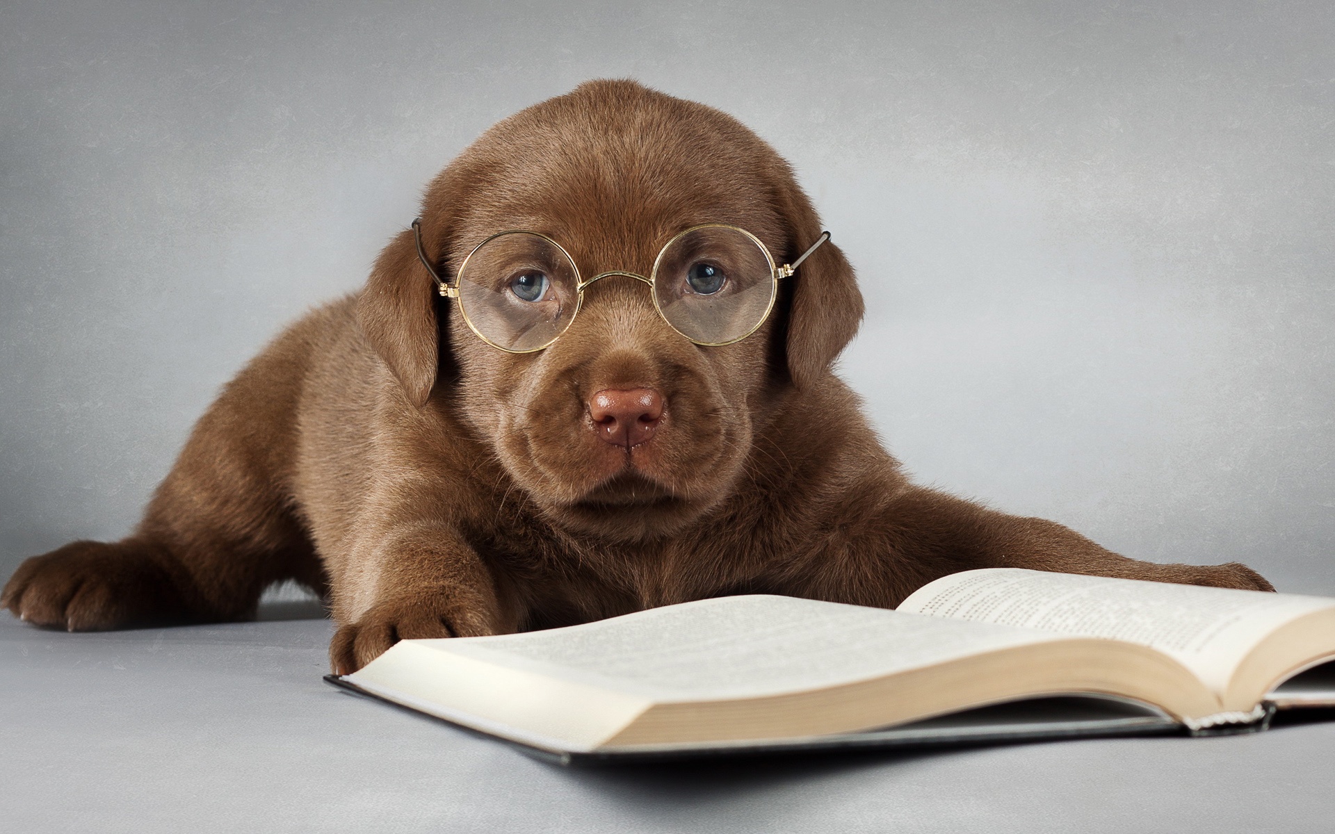 Bộ ảnh "Hình ảnh chó đeo kính" chế, dễ thương 16