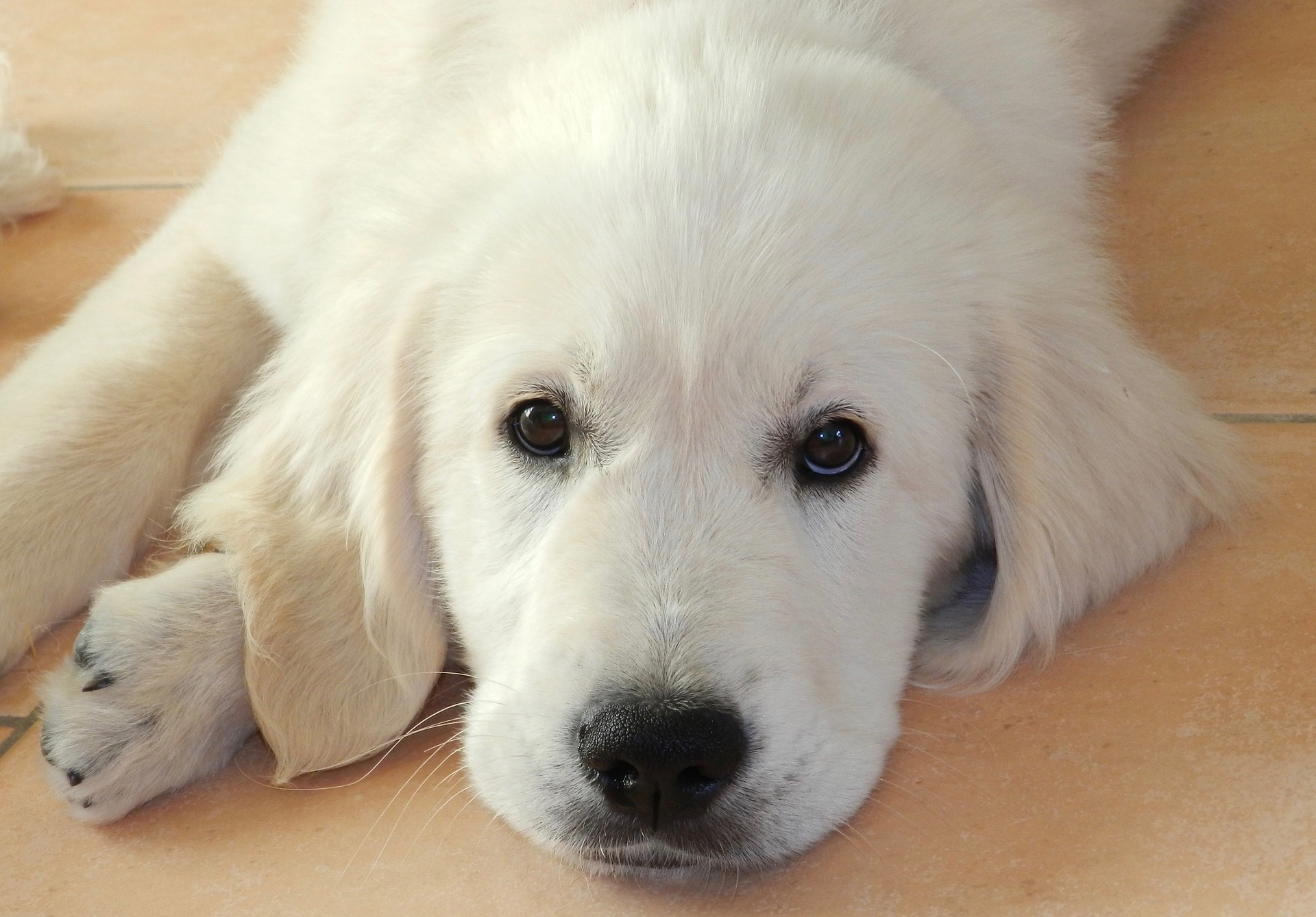Bộ ảnh "Hình ảnh chó Golden Retriever" hiền lành, dễ thương 15