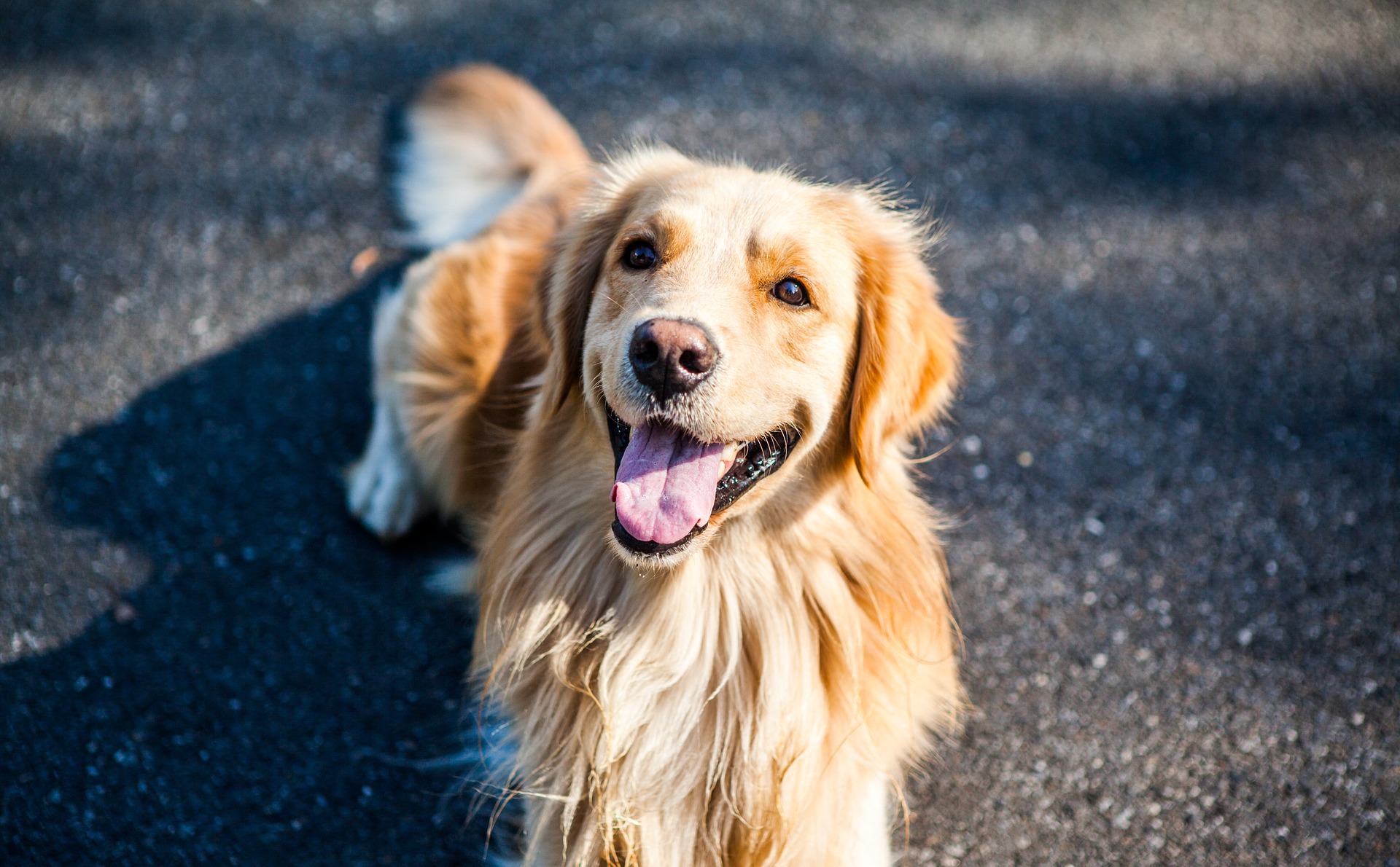 Bộ ảnh "Hình ảnh chó Golden Retriever" hiền lành, dễ thương 12