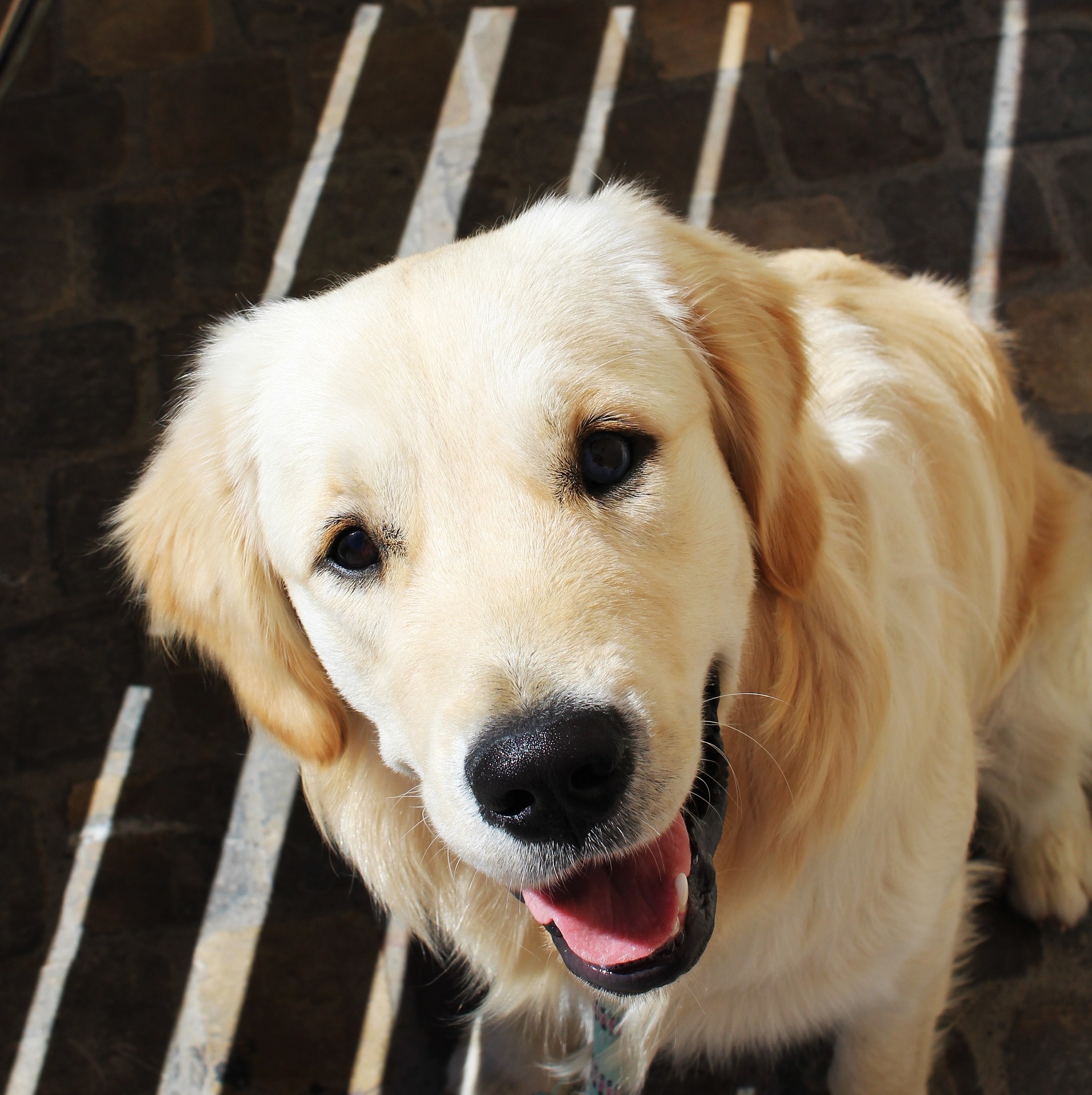 Bộ ảnh "Hình ảnh chó Golden Retriever" hiền lành, dễ thương 14