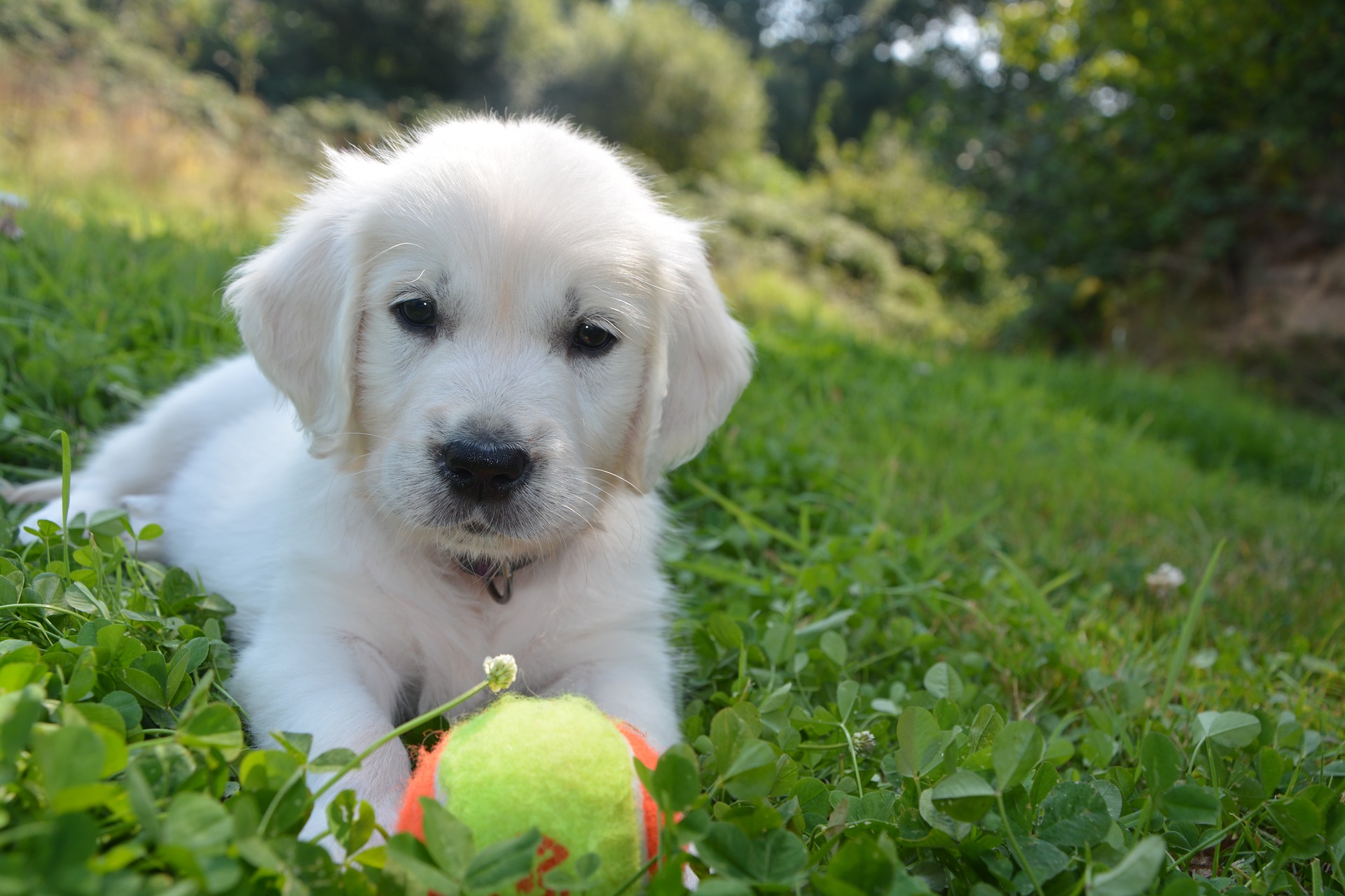 Bộ ảnh "Hình ảnh chó Golden Retriever" hiền lành, dễ thương 16