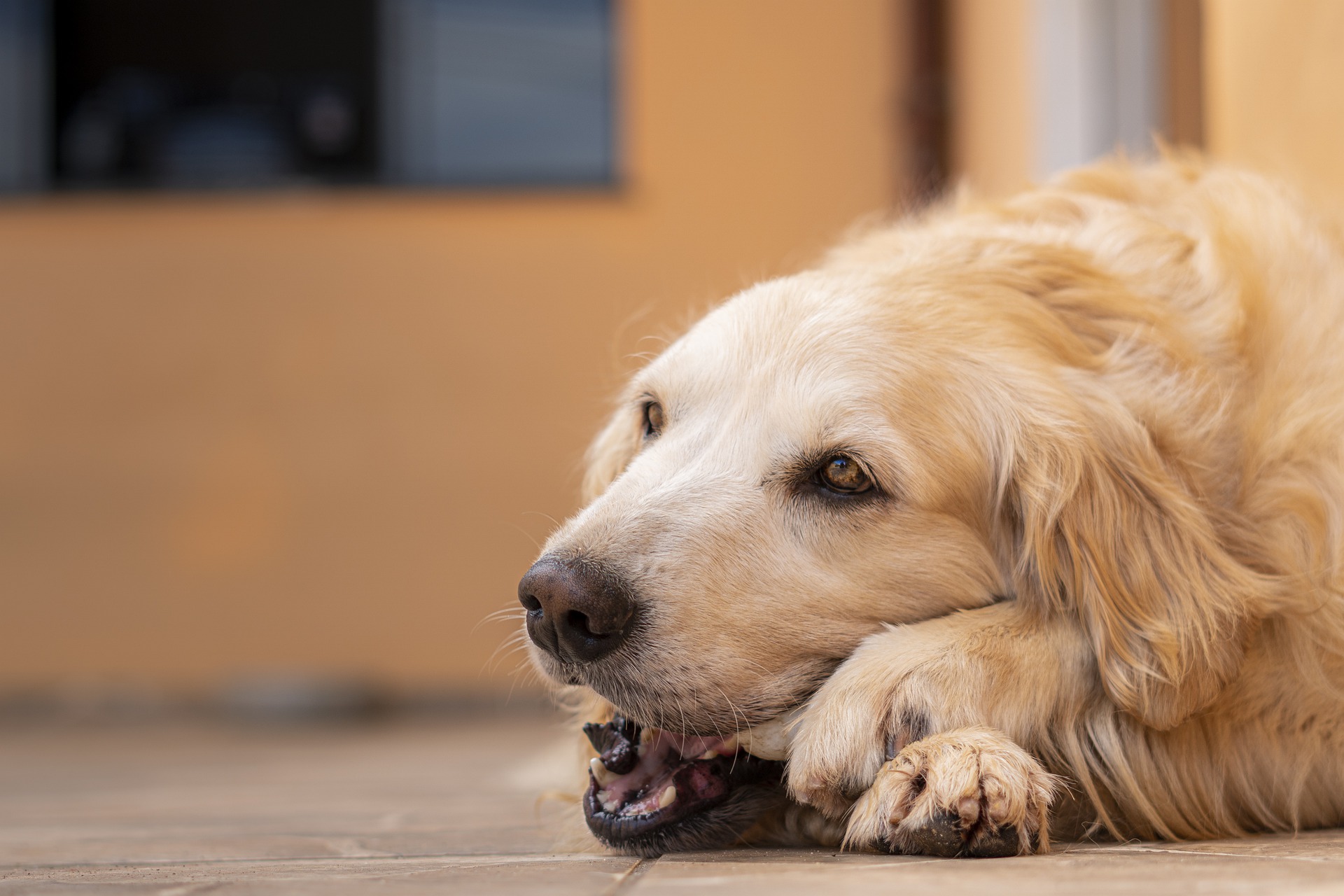 Bộ ảnh "Hình ảnh chó Golden Retriever" hiền lành, dễ thương 11