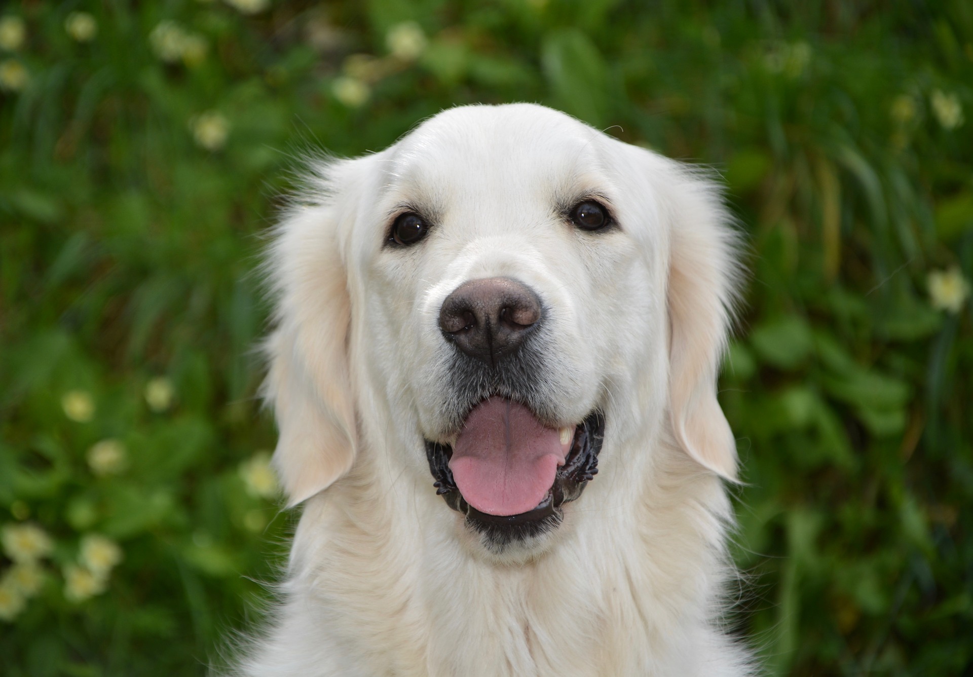 Bộ ảnh "Hình ảnh chó Golden Retriever" hiền lành, dễ thương 20