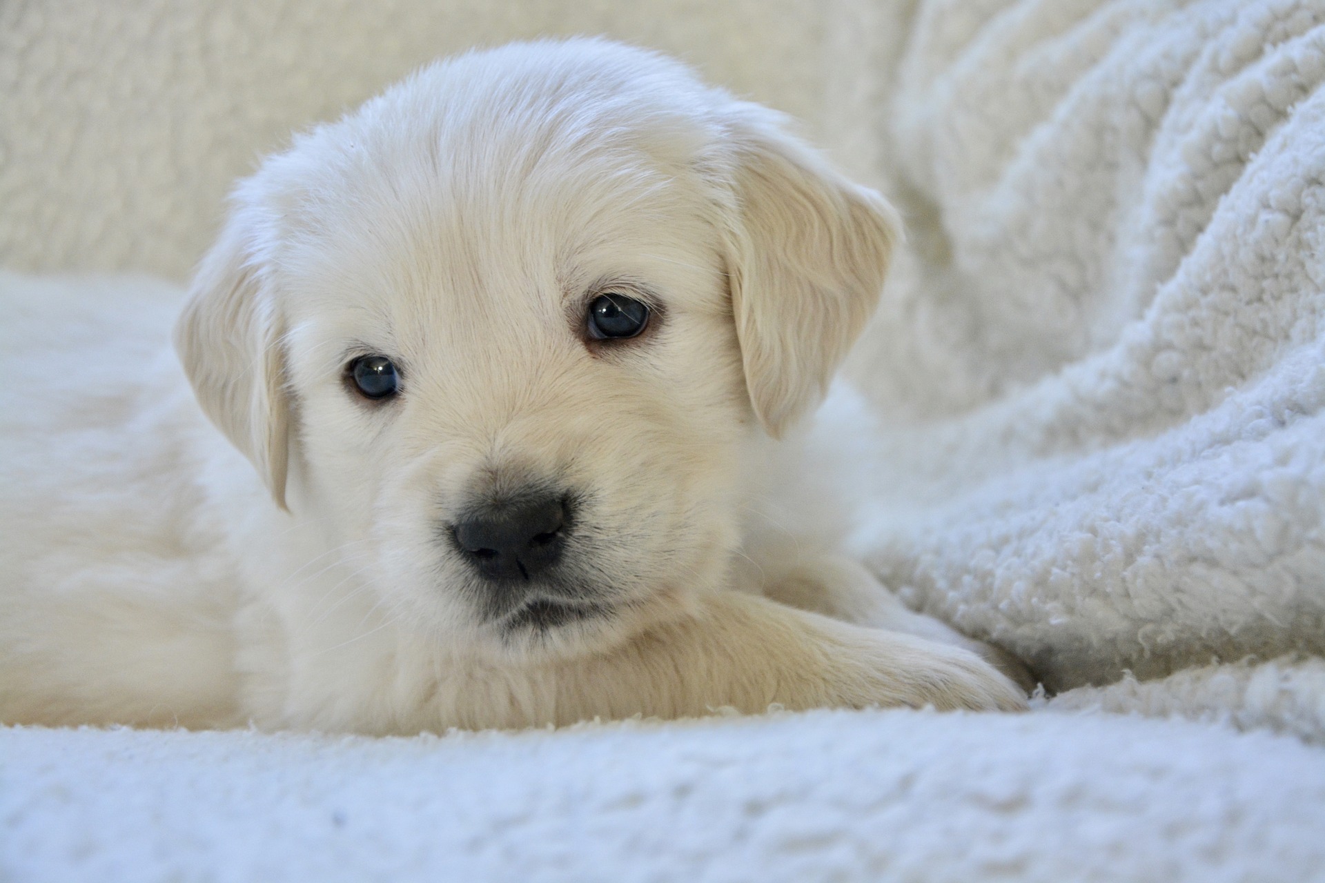 Bộ ảnh "Hình ảnh chó Golden Retriever" hiền lành, dễ thương 18