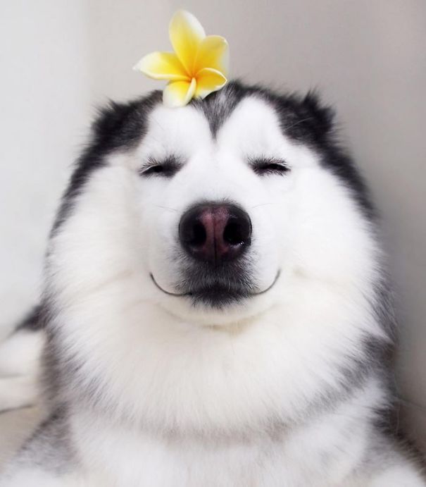 Bạn sẽ không thể rời mắt khỏi những bức ảnh chó Husky đáng yêu và hài hước này! Hãy xem chúng và cười thả ga với những biểu cảm dễ thương của chúng nào.