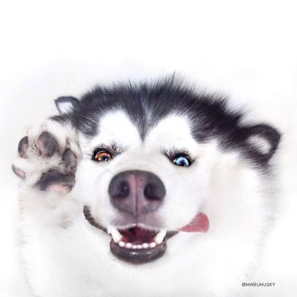 Bộ ảnh "Hình ảnh chó Husky" đẹp, ngáo 21