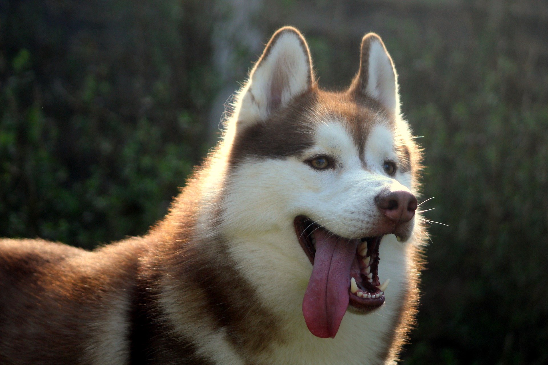 Chó Ngáo Husky - Đặc Điểm Nguồn Gốc Của Giống Chó Siêu Ngầu