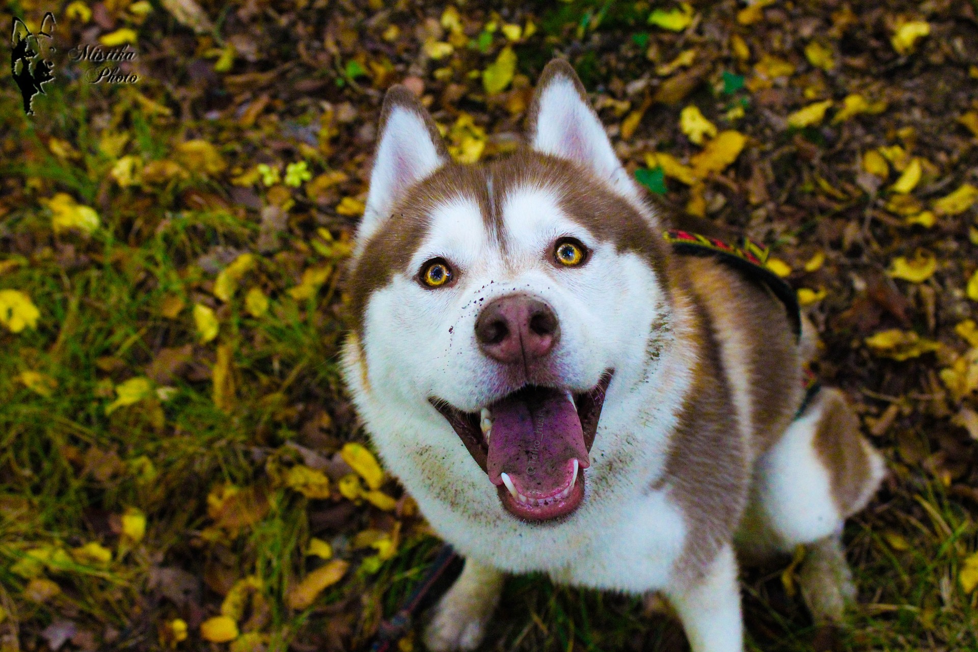 Bộ sưu tập hình ảnh chó Husky đẹp, ngáo, dễ thương