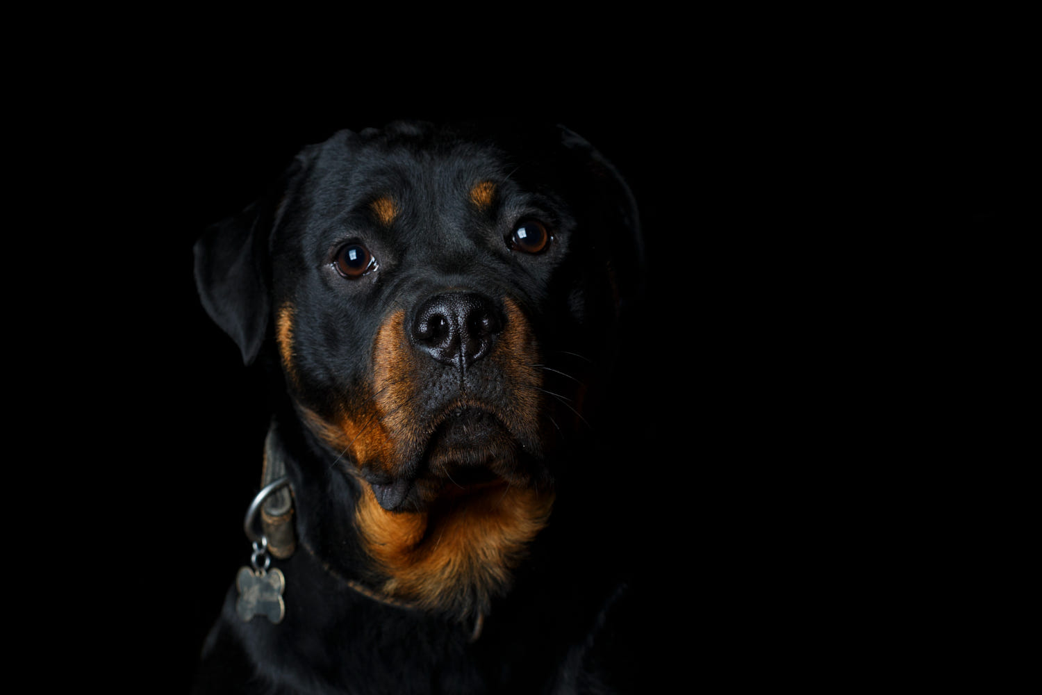 Bộ ảnh "Hình ảnh chó Rottweiler" đẹp 27