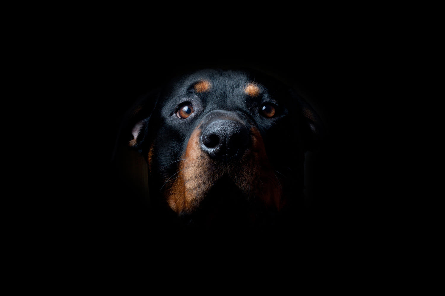 Bộ ảnh "Hình ảnh chó Rottweiler" đẹp 25