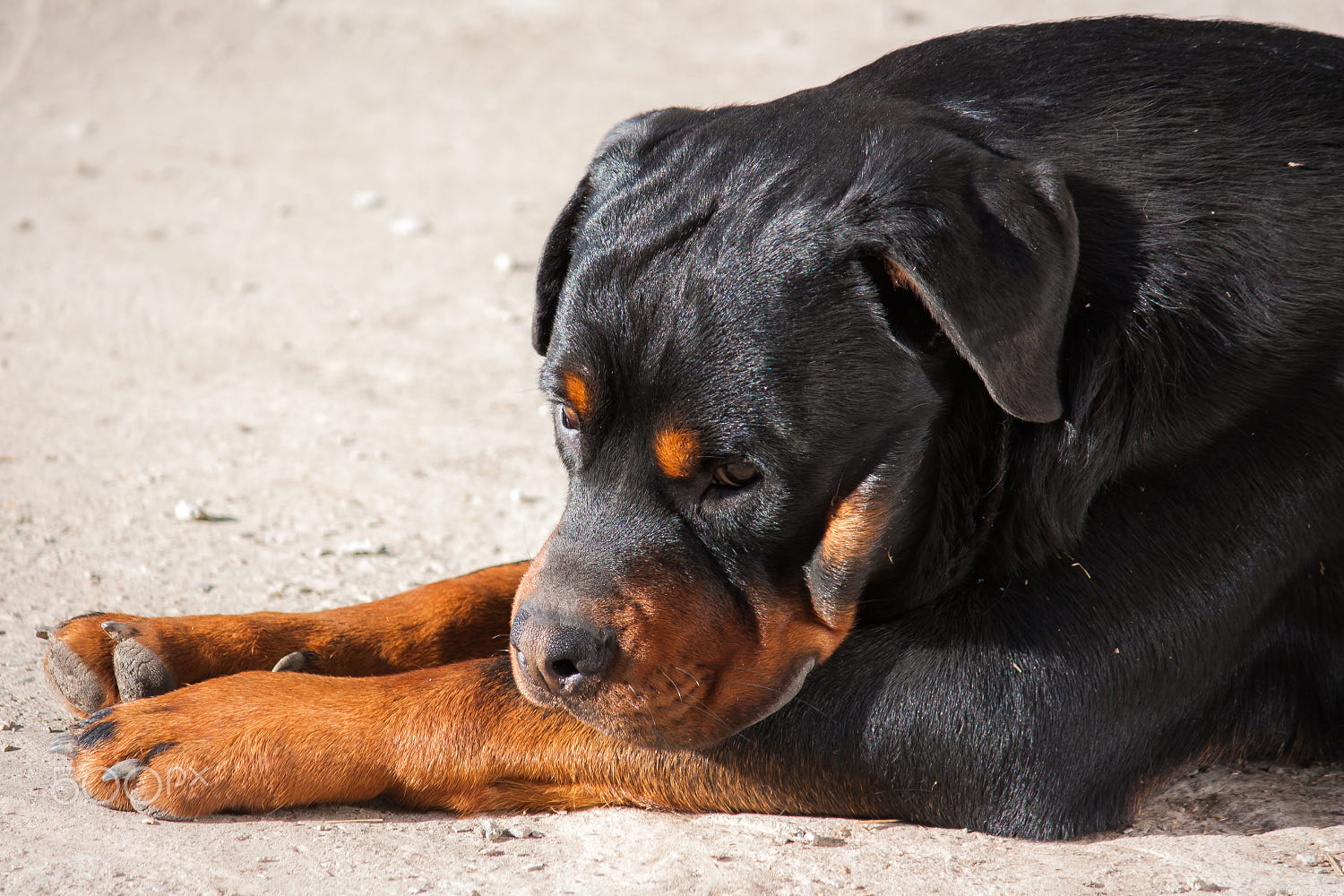 Bộ ảnh "Hình ảnh chó Rottweiler" đẹp 24