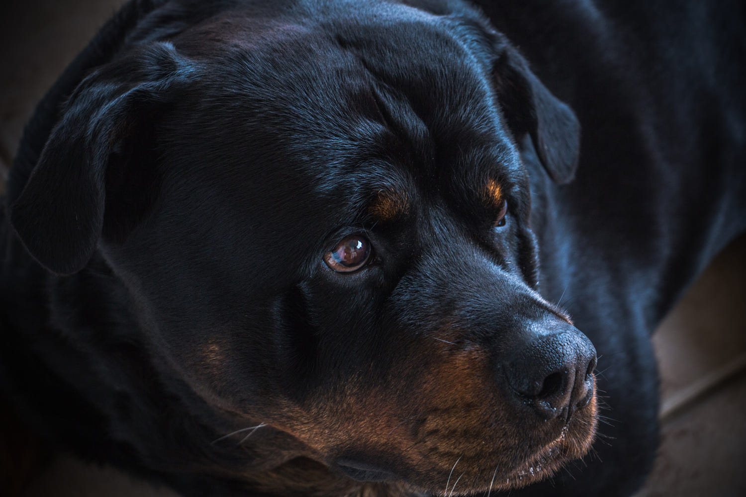 Bộ ảnh "Hình ảnh chó Rottweiler" đẹp 23