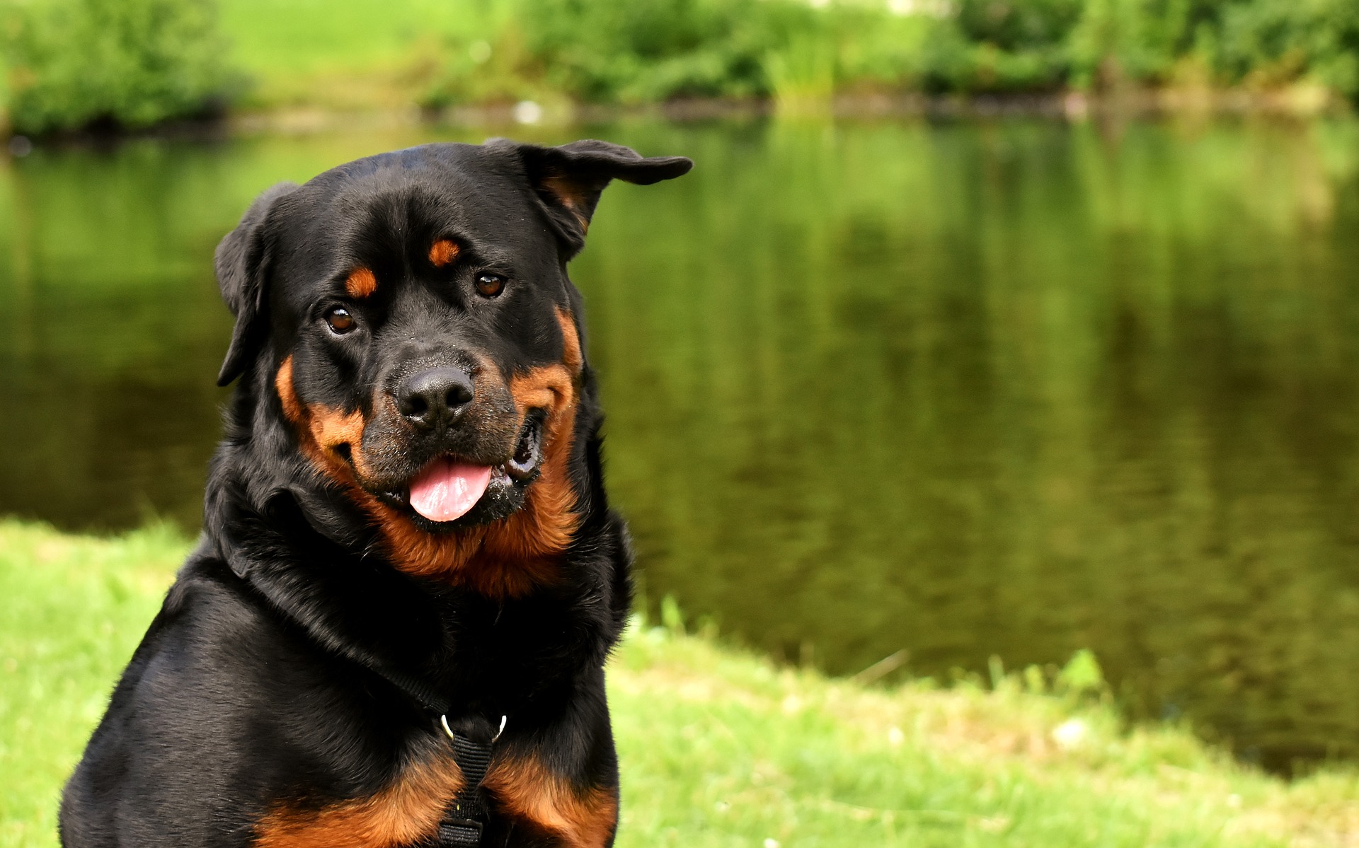 Bộ ảnh "Hình ảnh chó Rottweiler" đẹp 16