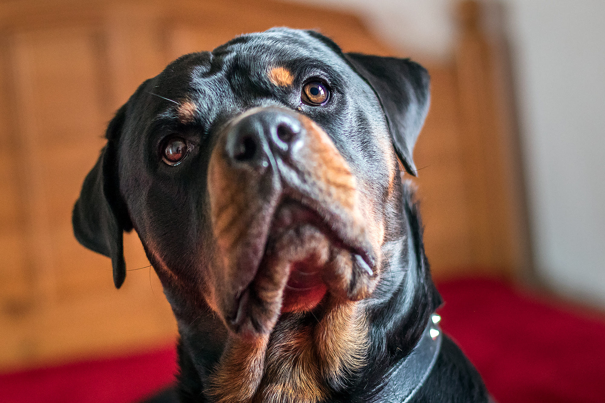 Bộ ảnh "Hình ảnh chó Rottweiler" đẹp 21