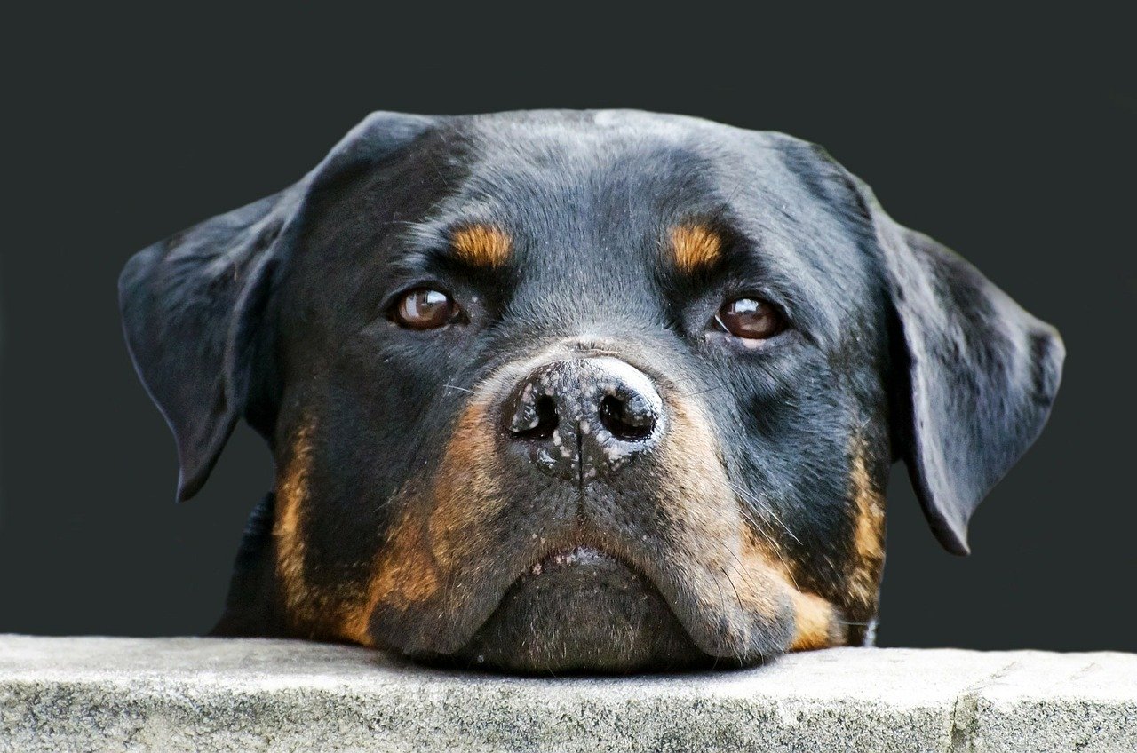 Bộ ảnh "Hình ảnh chó Rottweiler" đẹp 20