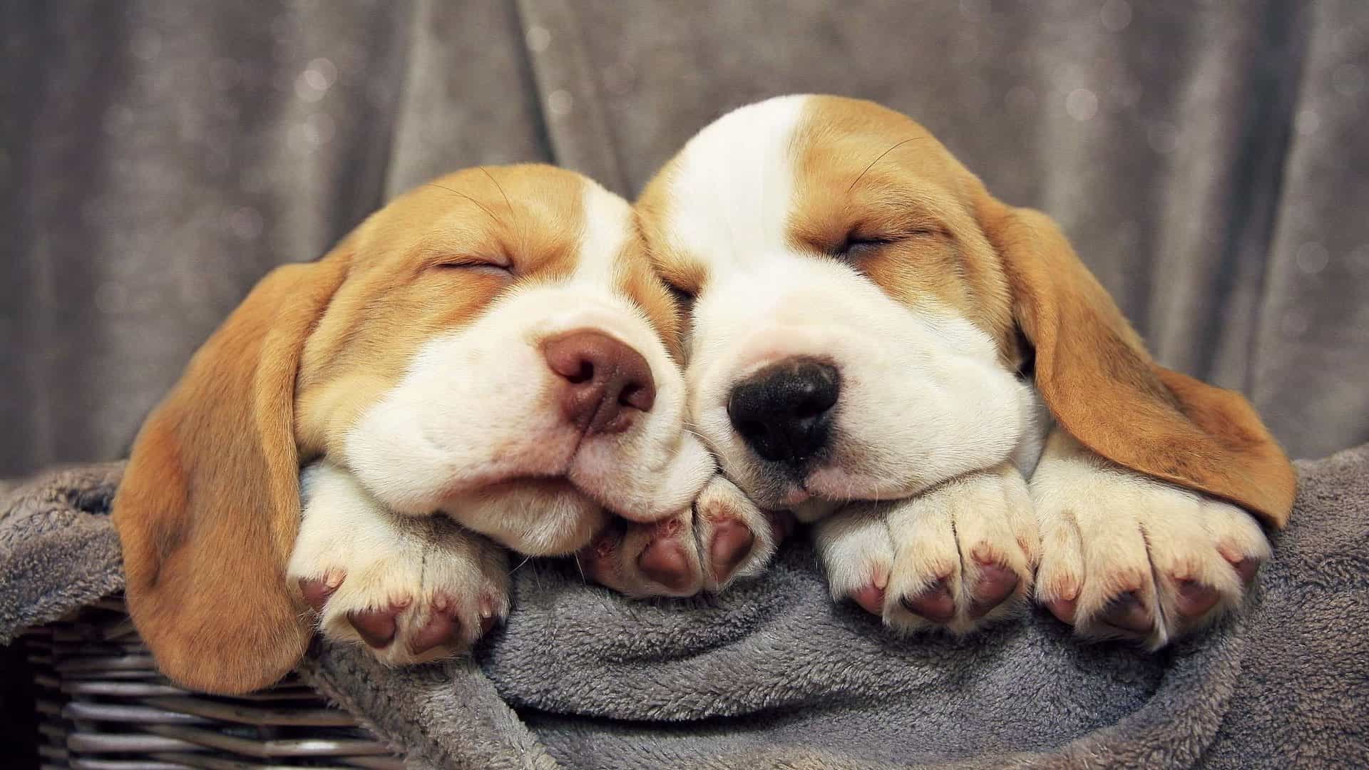 2 con chó dễ thương được giới thiệu bởi Dr. Khỏe Review sẽ khiến bạn không thể rời mắt. Hãy xem ảnh và chia sẻ tình yêu với các loài vật đáng yêu này.