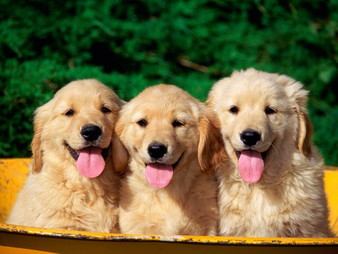 Bộ ảnh "Hình ảnh 3 con chó" dễ thương, vui nhộn 9