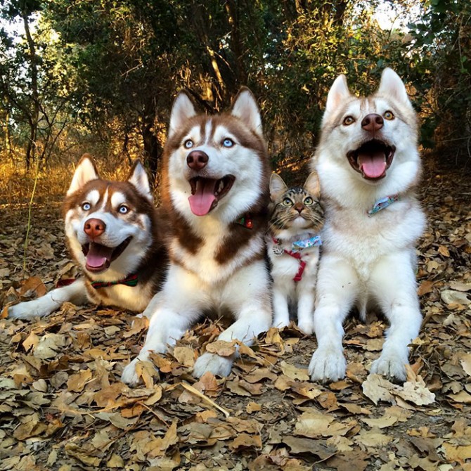 Bộ ảnh "Hình ảnh 3 con chó" dễ thương, vui nhộn 10