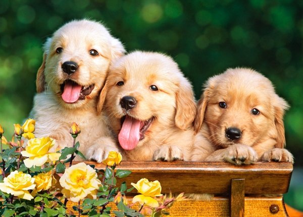 Bộ ảnh "Hình ảnh 3 con chó" dễ thương, vui nhộn 13