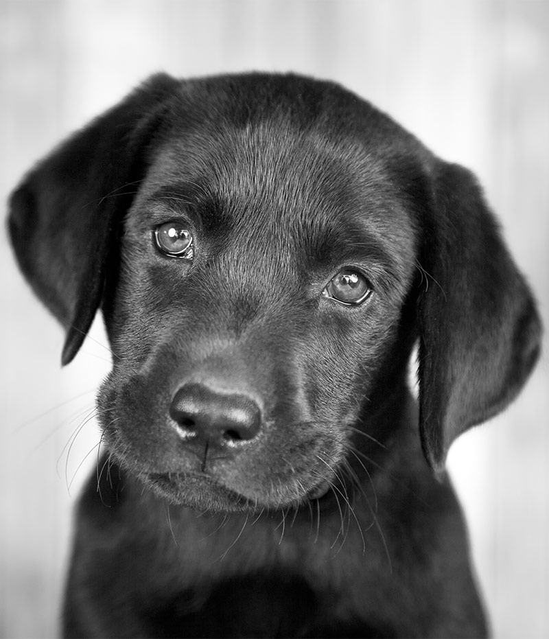 Hình ảnh con chó đen: Bộ ảnh đáng yêu, đẹp 20