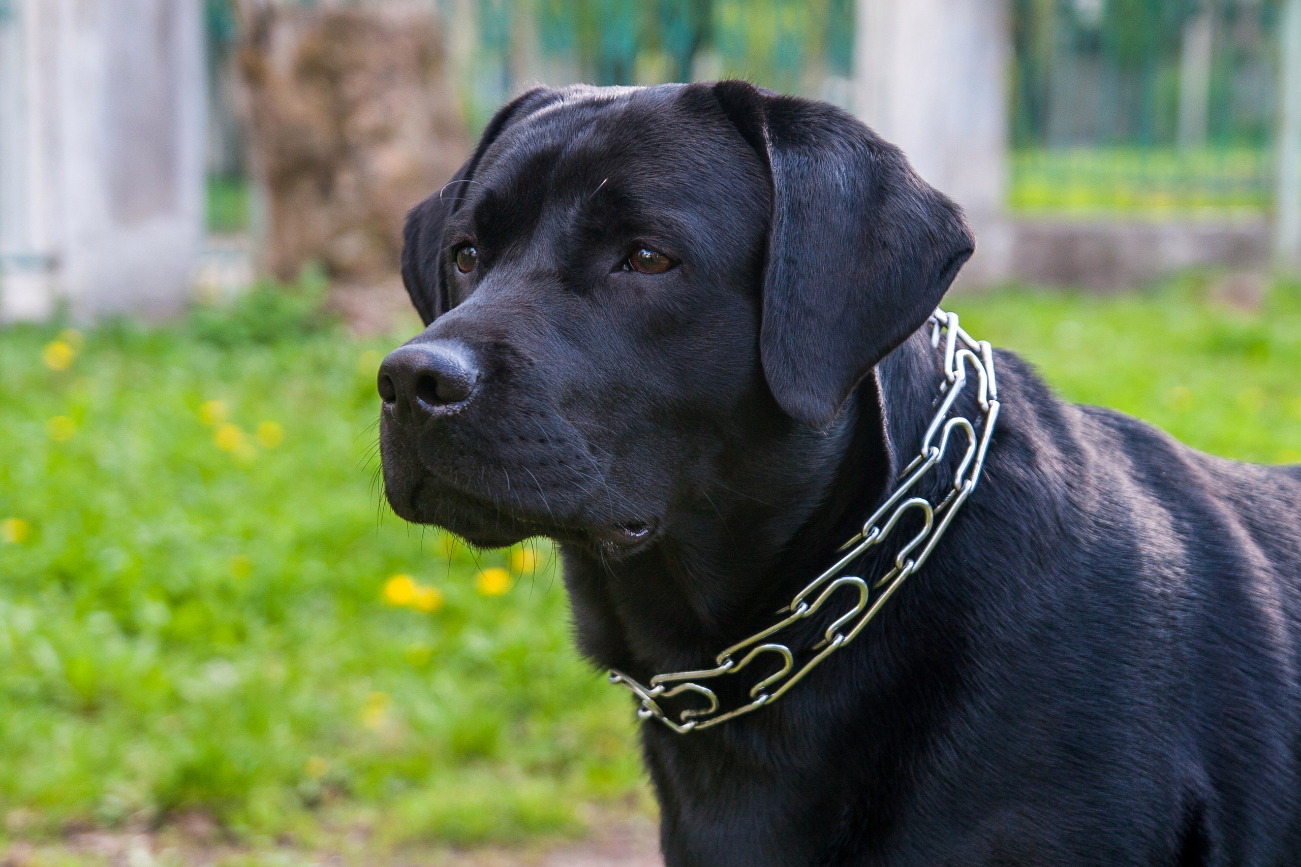 Hình ảnh con chó đen: Bộ ảnh đáng yêu, đẹp 13
