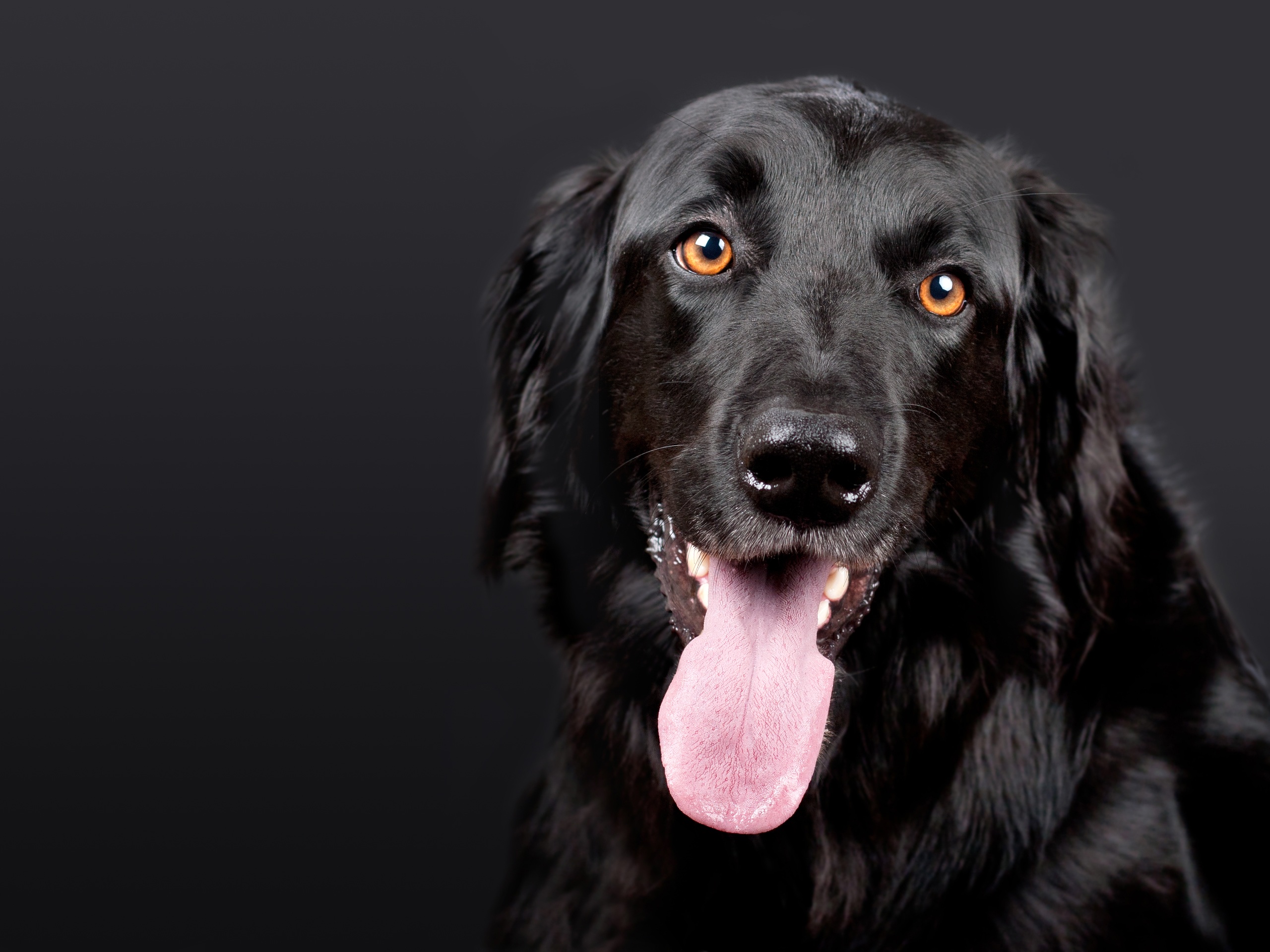 Hình ảnh con chó đen: Bộ ảnh đáng yêu, đẹp 12