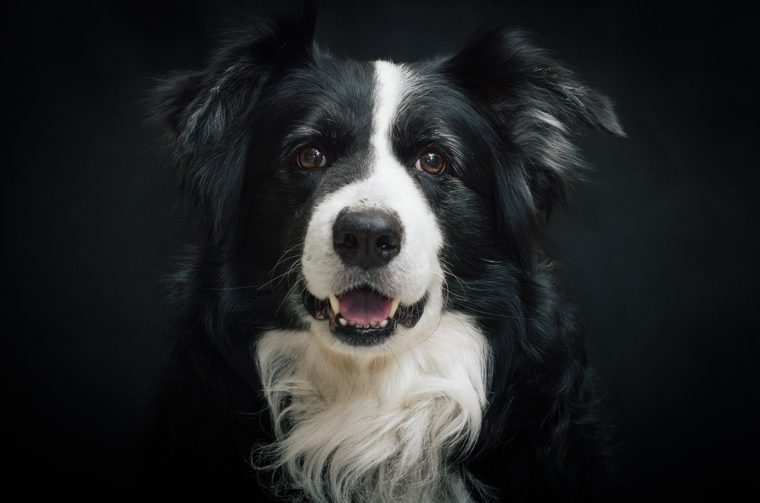 Hình ảnh con chó đen: Bộ ảnh đáng yêu, đẹp 11