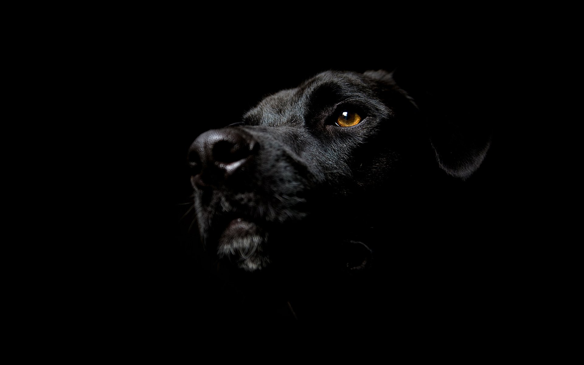 Hình ảnh con chó đen: Bộ ảnh đáng yêu, đẹp 19