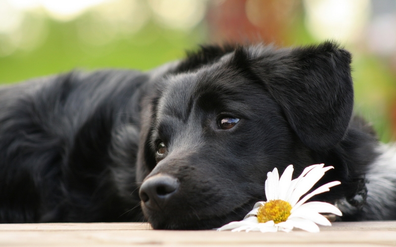Hình ảnh con chó đen: Bộ ảnh đáng yêu, đẹp 18