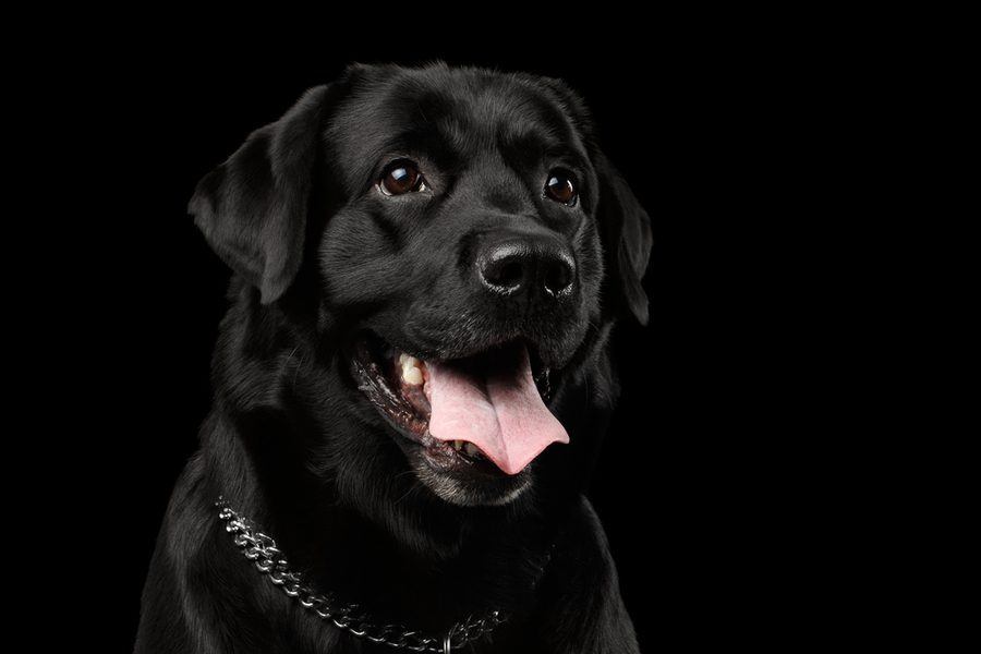 Hình ảnh con chó đen: Bộ ảnh đáng yêu, đẹp 17