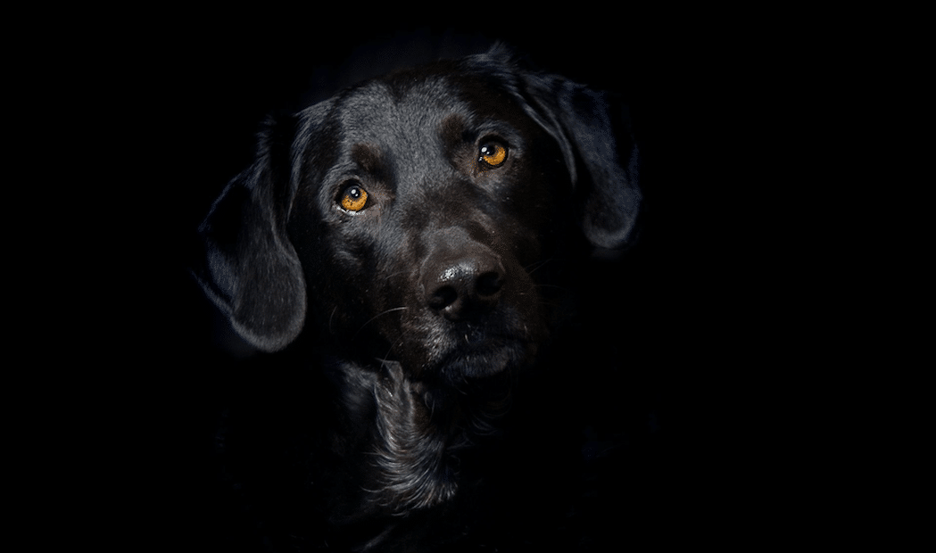 Hình ảnh con chó đen: Bộ ảnh đáng yêu, đẹp 16