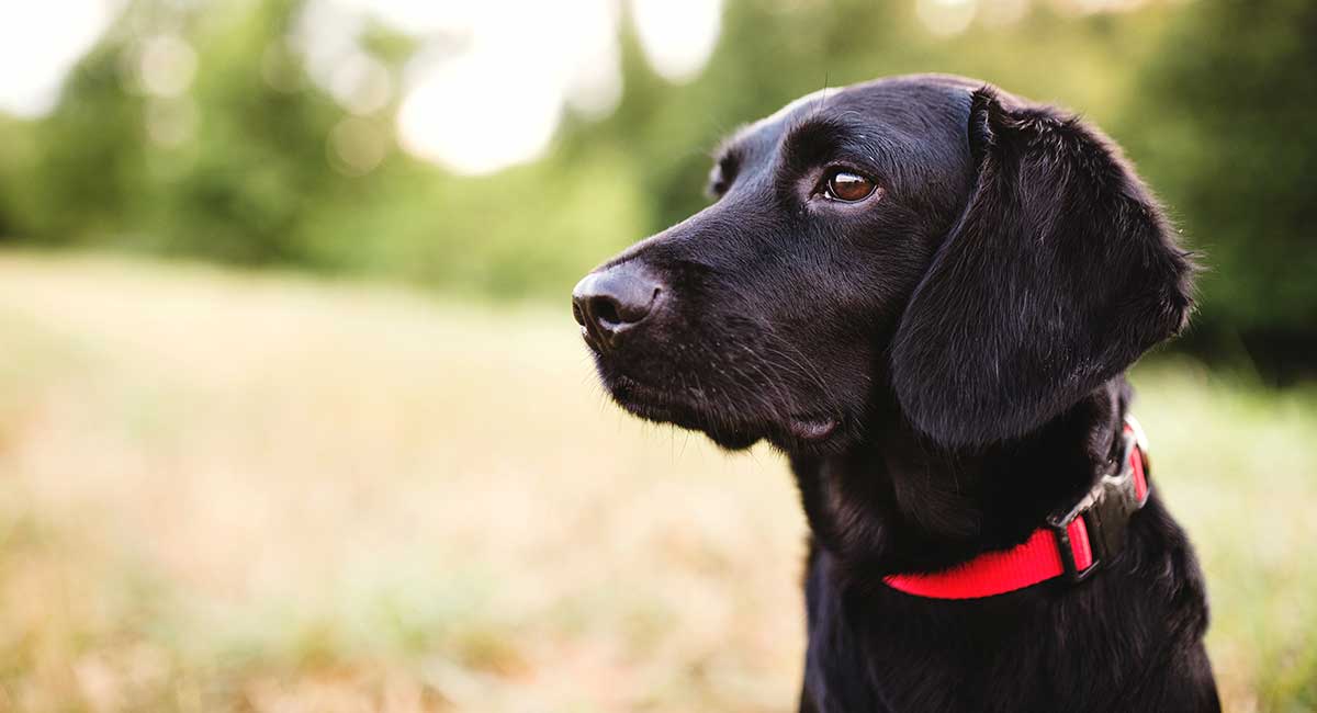 Hình ảnh con chó đen: Bộ ảnh đáng yêu, đẹp 15