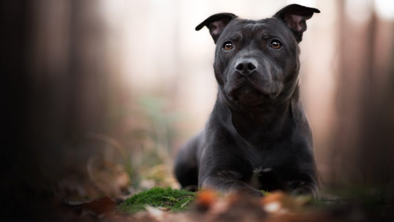 Hình ảnh con chó đen: Bộ ảnh đáng yêu, đẹp 14